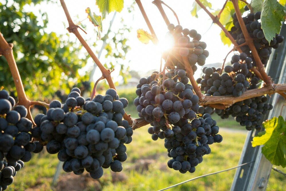 Grapes in Vineyard