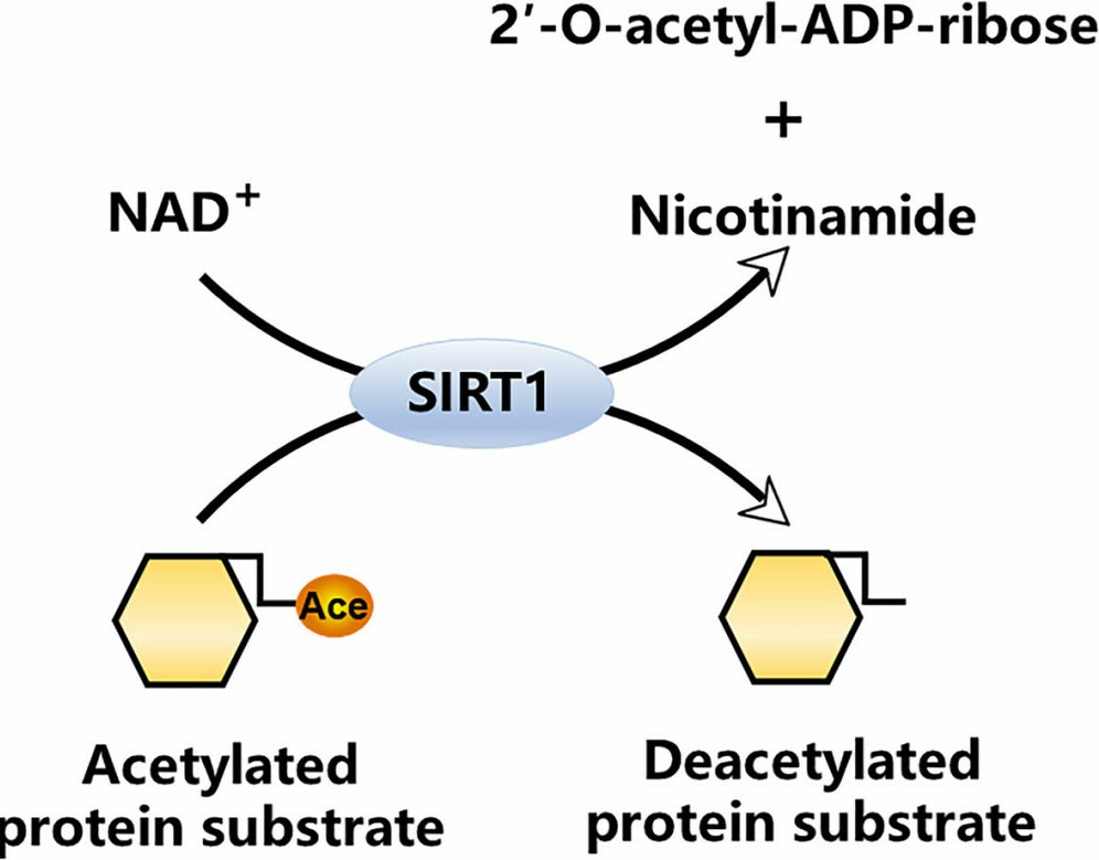 SIRT1