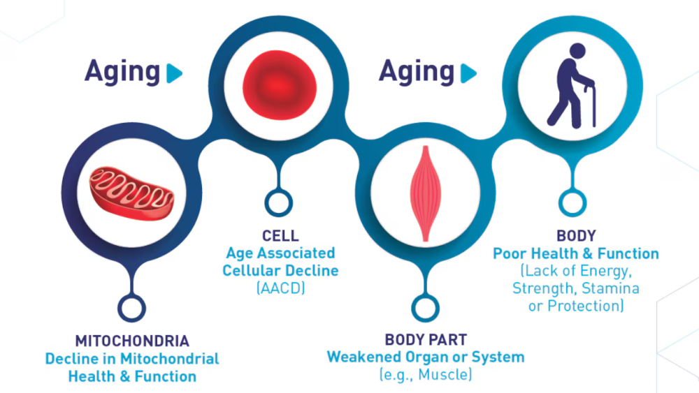 Cellular Decline In Aging