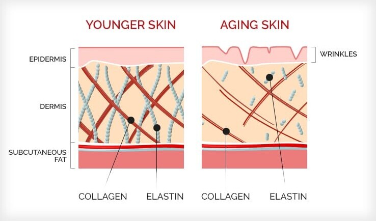 Collagen Comparison 