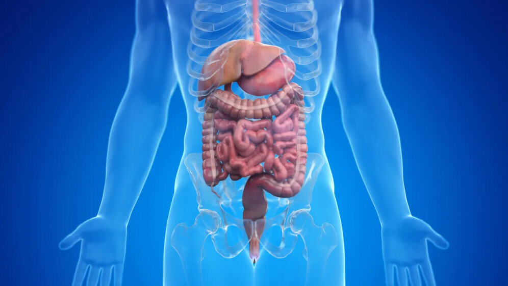 Digestive System